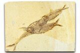 Plate With Three Fossil Fish (Diplomystus & Knightia) - Wyoming #367514-1